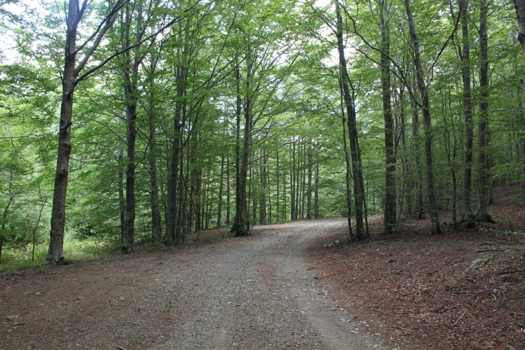 floresta liguria