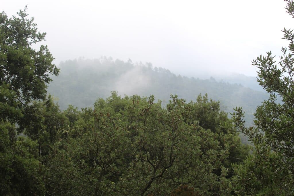 floresta na liguria